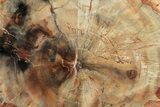 Colorful Petrified Wood (Araucaria) Round - Madagascar #325147-1